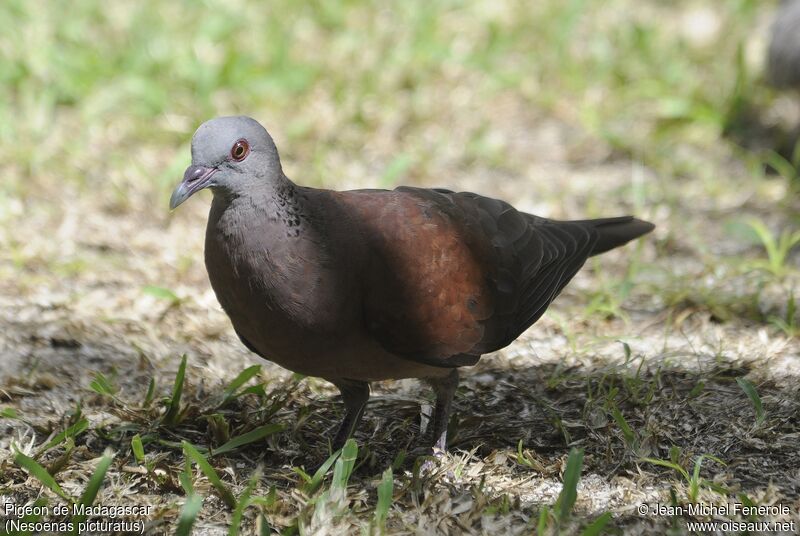 Pigeon de Madagascar