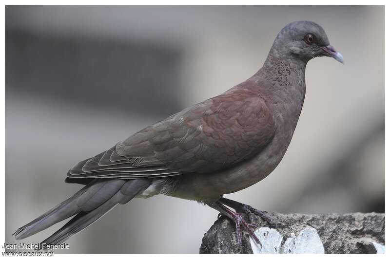 Pigeon de Madagascaradulte, identification