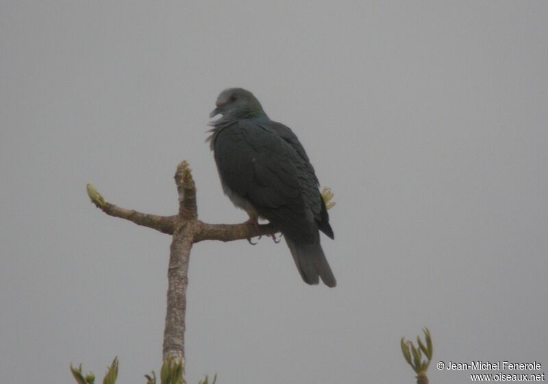 Pigeon de Malherbe