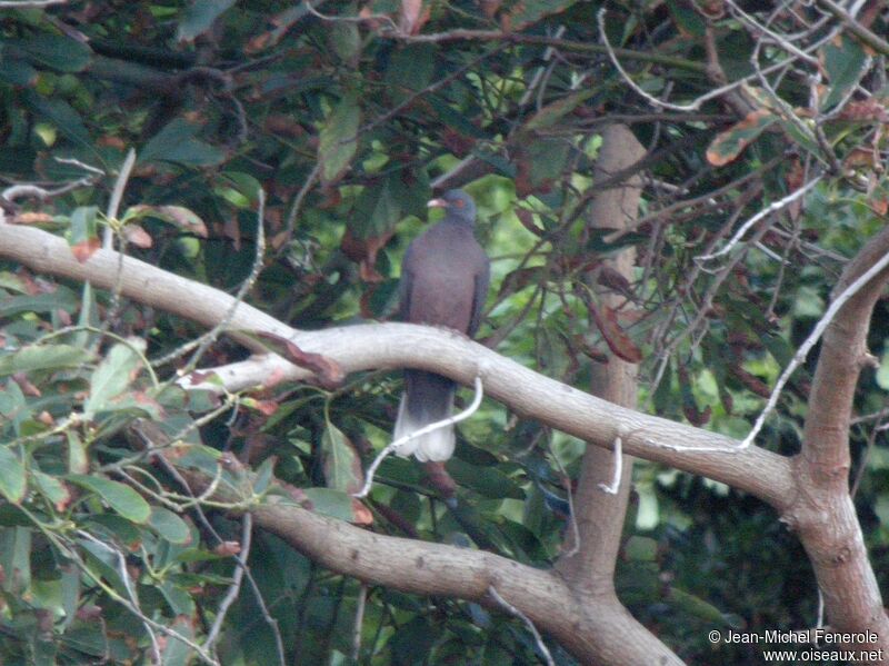 Laurel Pigeon