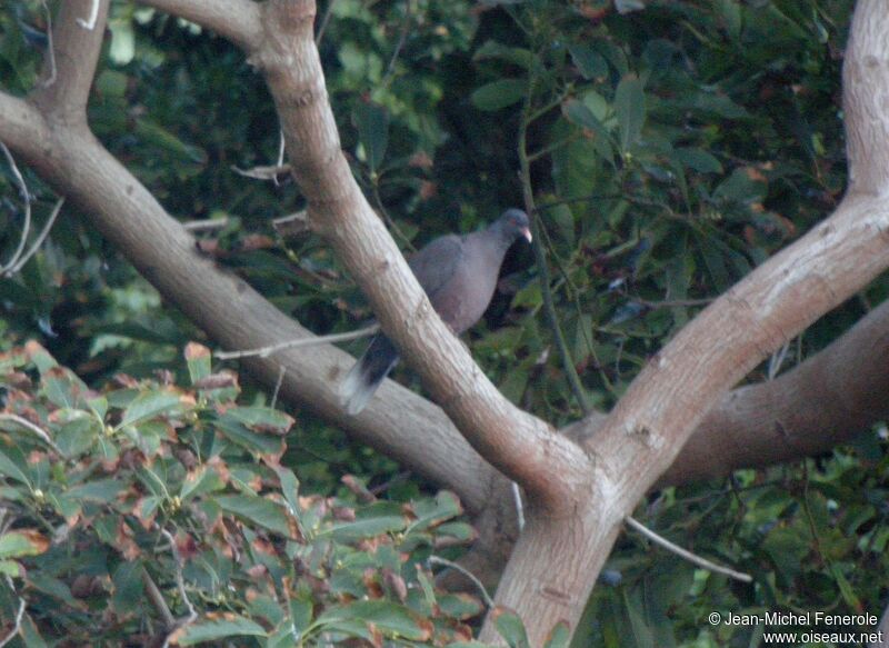 Laurel Pigeon