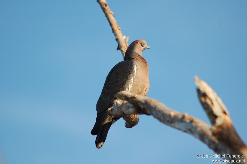 Picazuro Pigeonadult