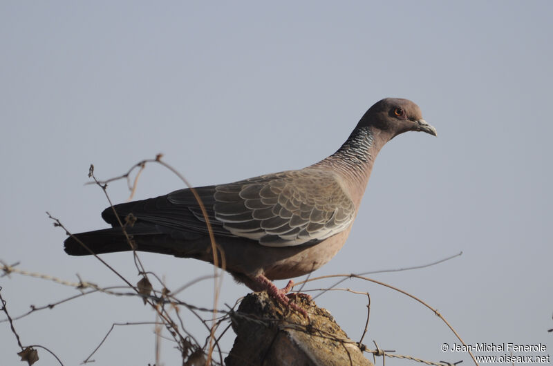 Pigeon picazuro