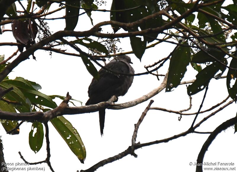 Plumbeous Pigeon