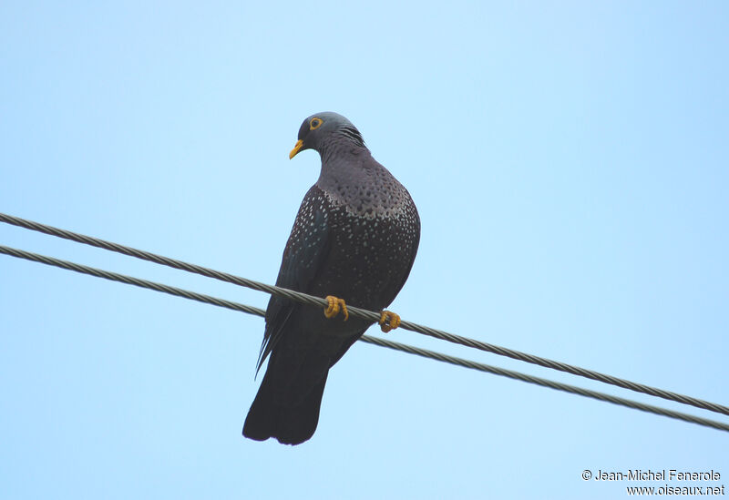 Pigeon rameronadulte, identification