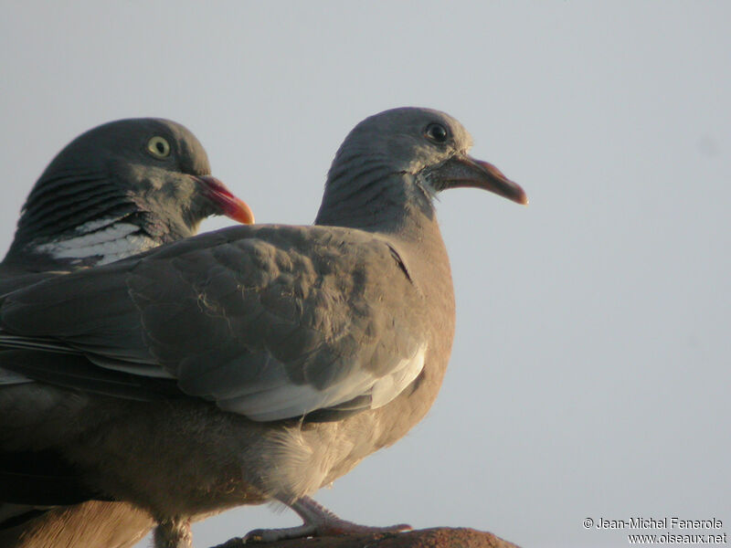 Common Wood Pigeon