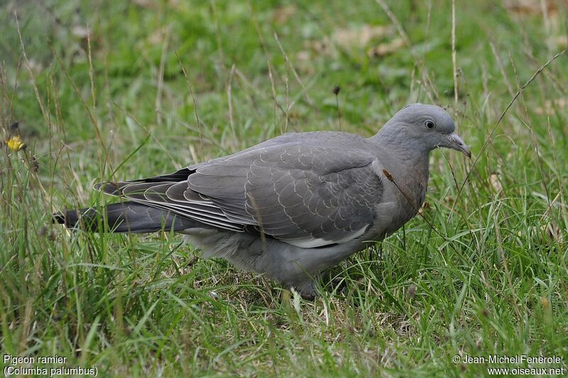 Common Wood Pigeon