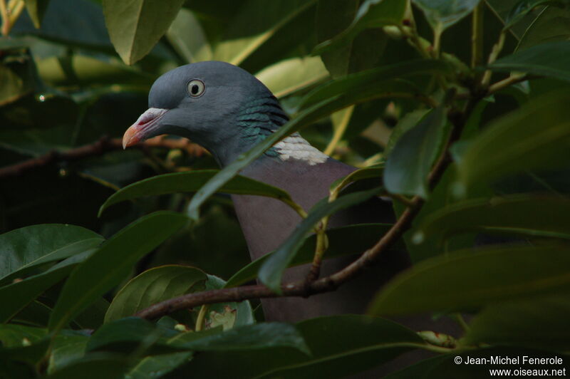 Common Wood Pigeonadult