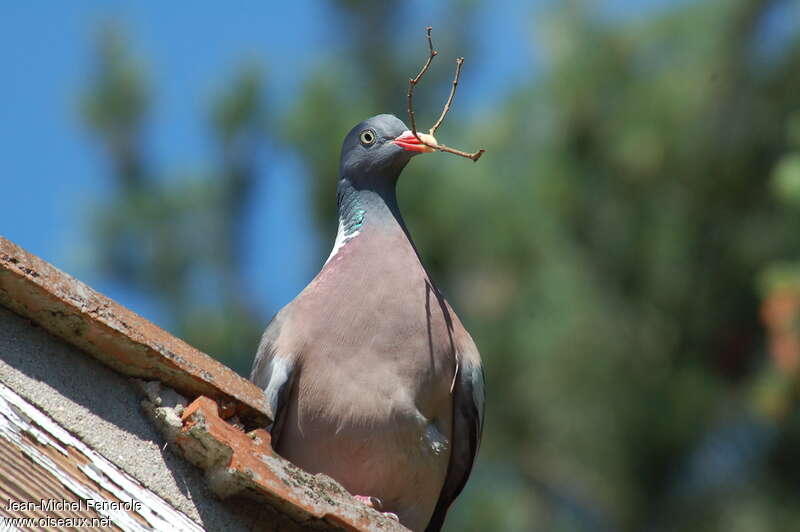 Common Wood Pigeonadult, Reproduction-nesting