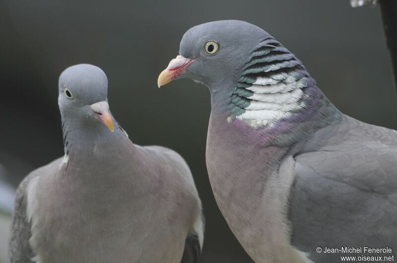 Common Wood Pigeon