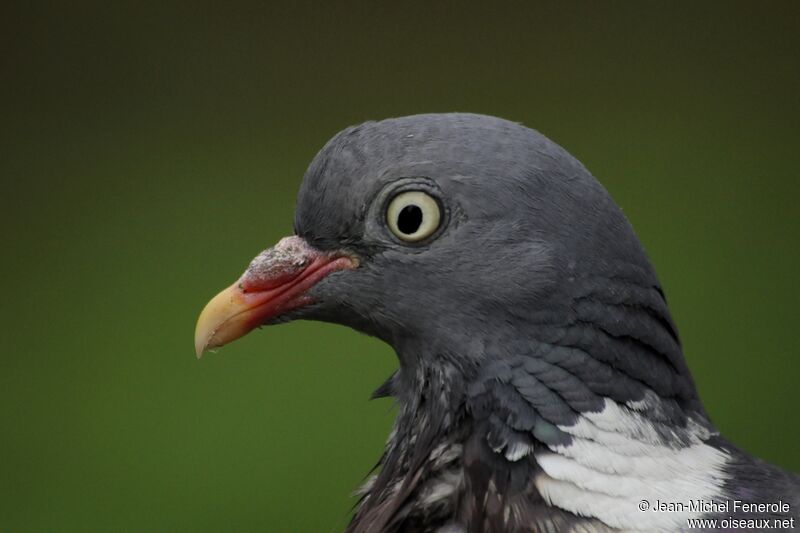 Common Wood Pigeon