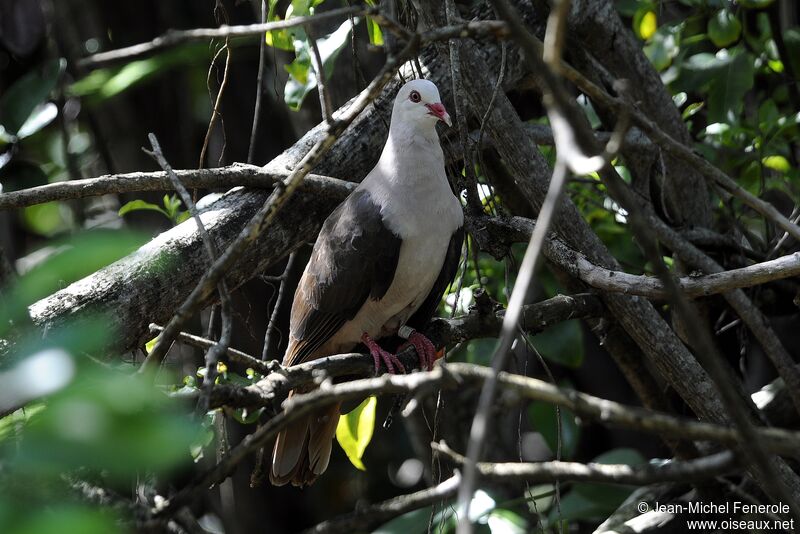 Pink Pigeon