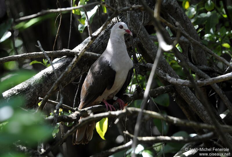 Pink Pigeon