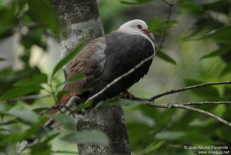 Pink Pigeon