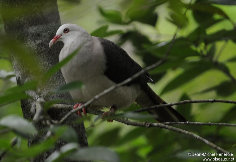 Pigeon rose