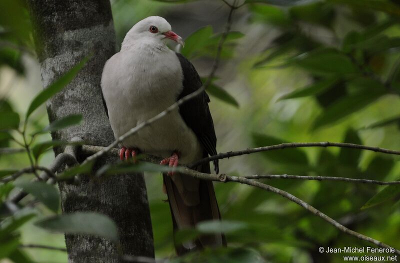 Pink Pigeon