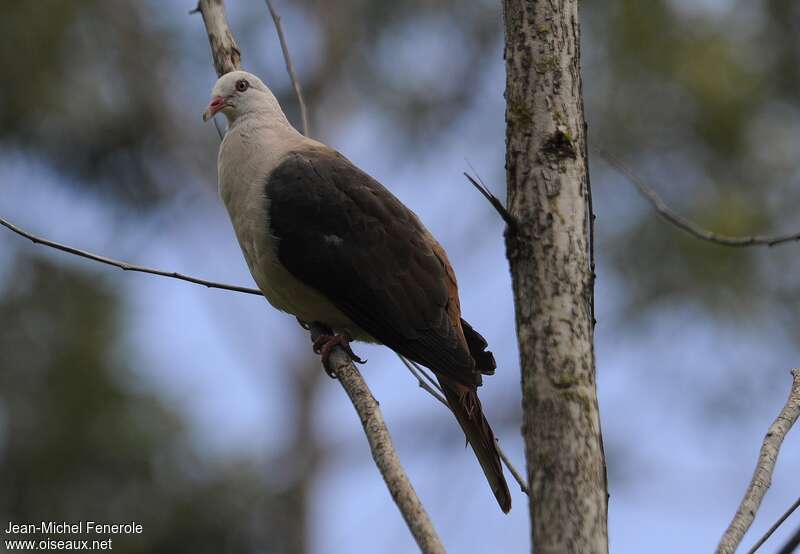 Pink Pigeon, identification