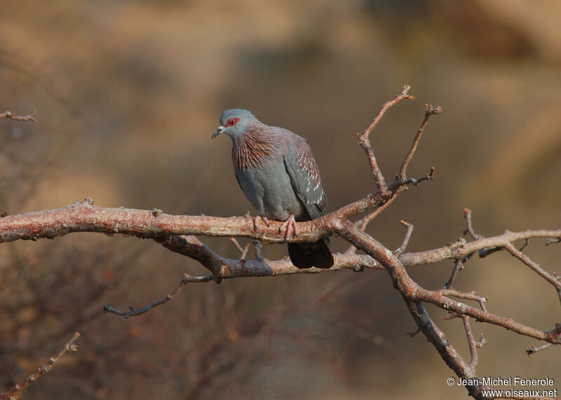 Pigeon roussard