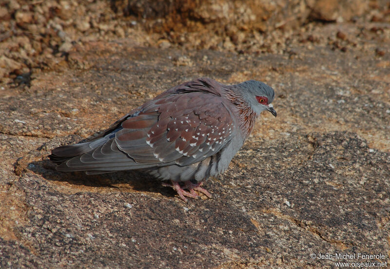 Speckled Pigeon