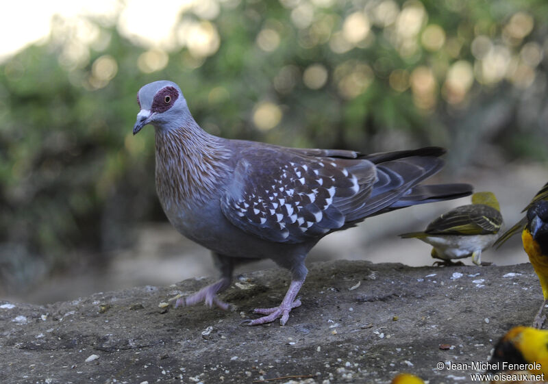 Speckled Pigeon