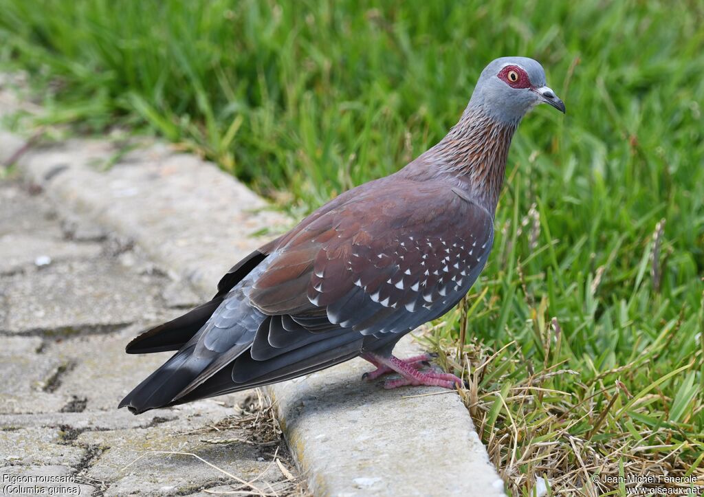 Pigeon roussard