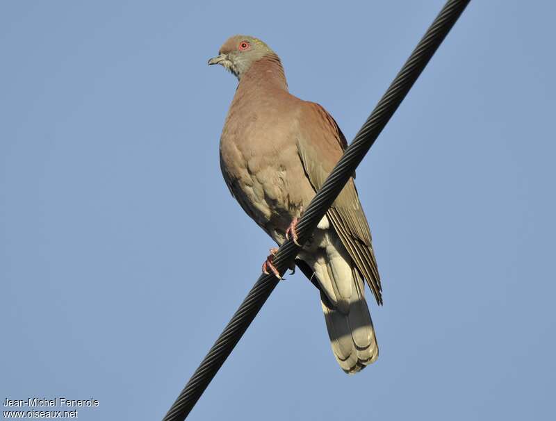 Pigeon roussetadulte, identification