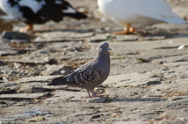 Spot-winged Pigeonadult