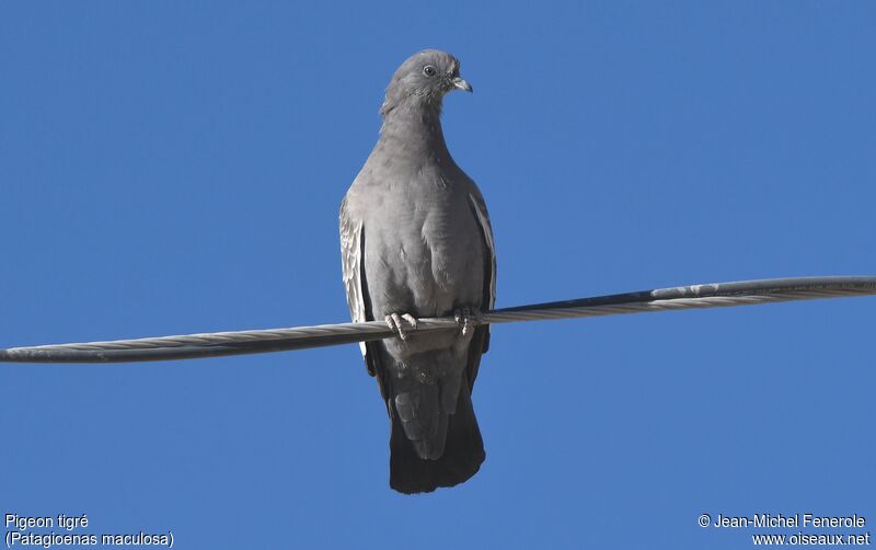 Pigeon tigré