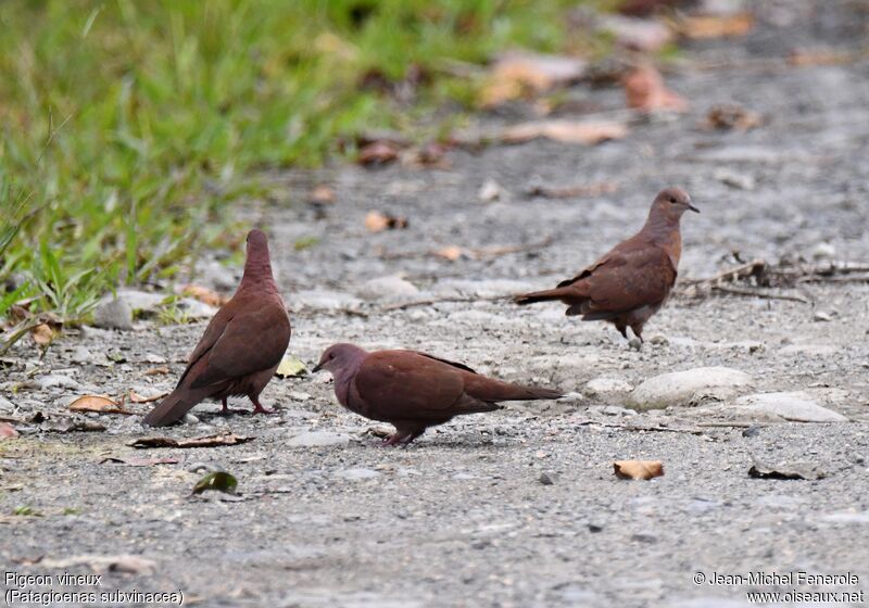 Pigeon vineux