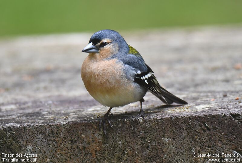 Azores Chaffinch male adult