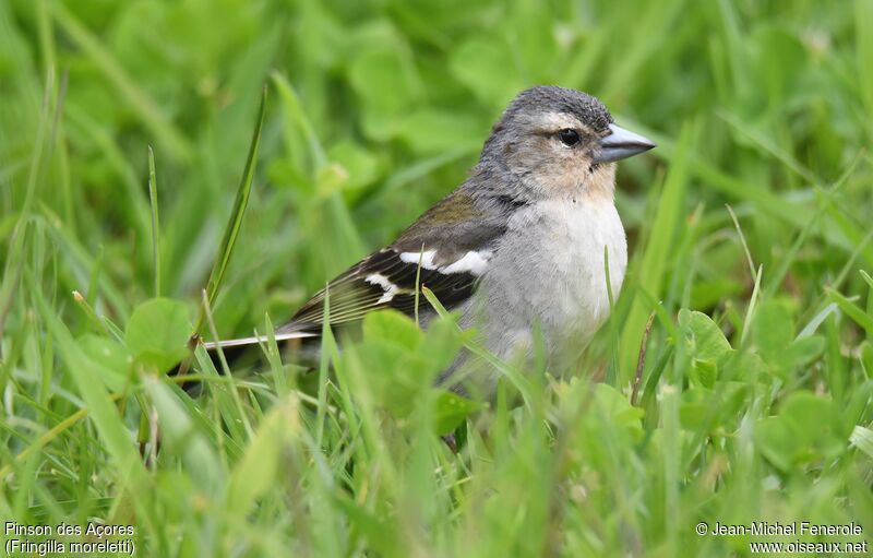 Azores Chaffinch female adult