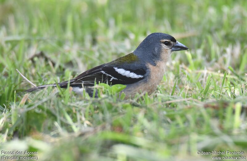 Azores Chaffinch male adult