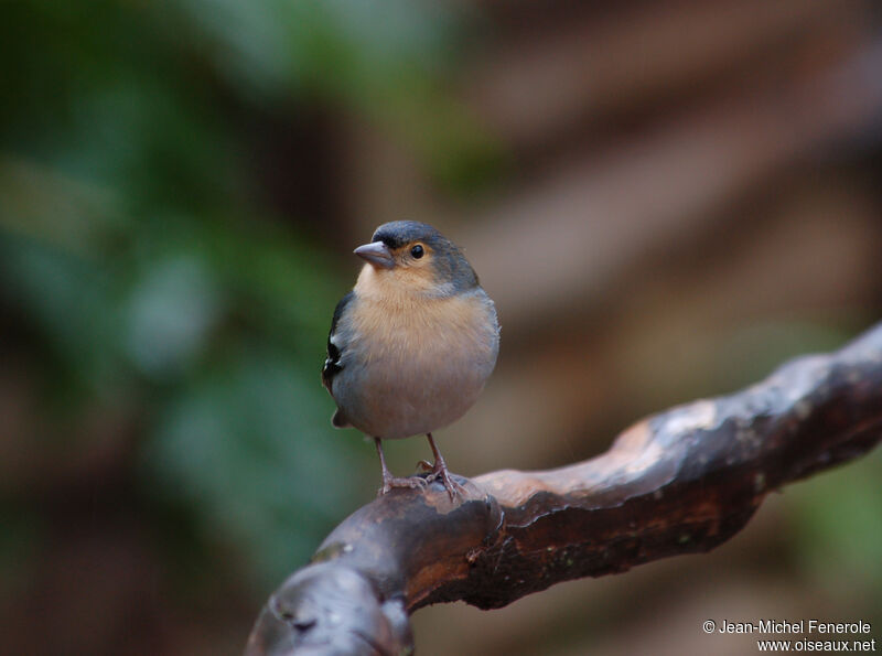 Eurasian Chaffinch male adult