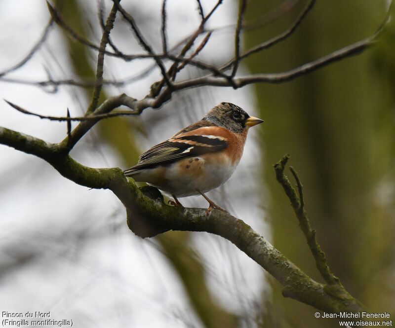 Brambling