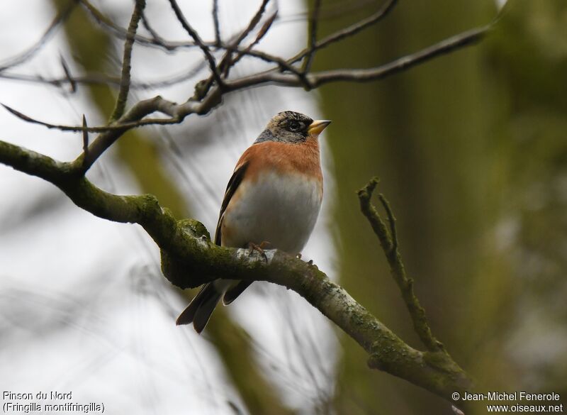 Brambling