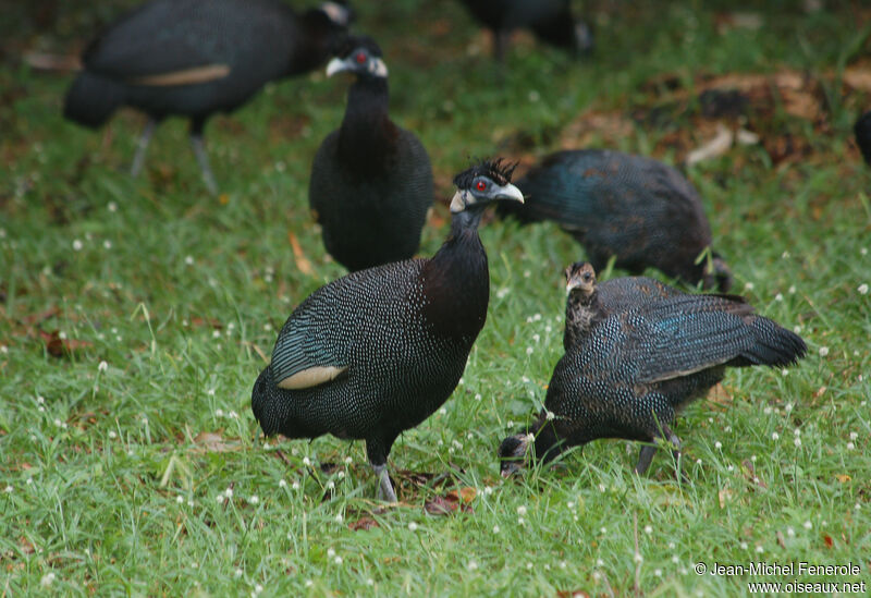 Pintade d'Édouardadulte