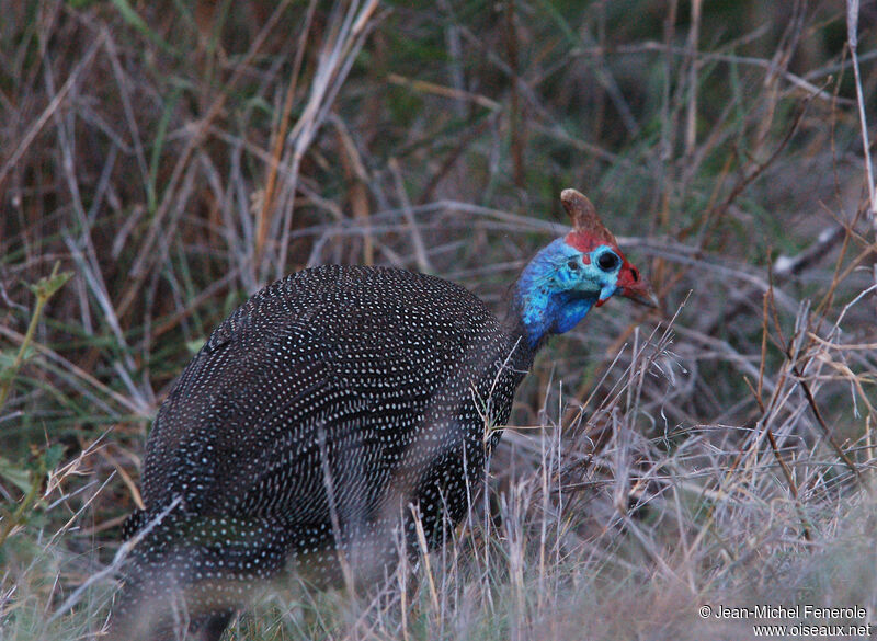 Helmeted Guineafowl, identification