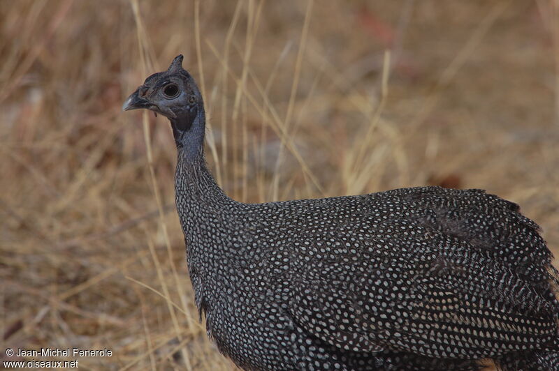 Helmeted Guineafowlimmature, identification