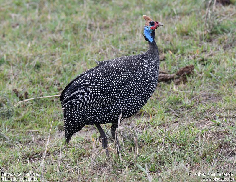 Helmeted Guineafowl