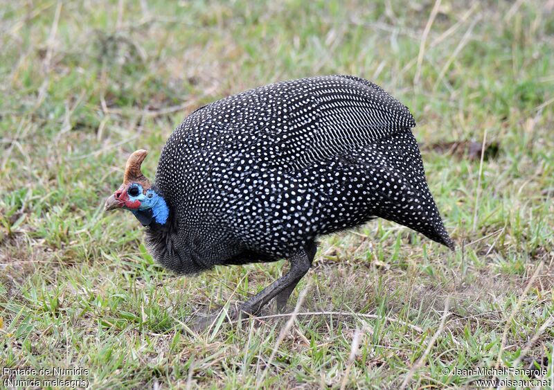 Helmeted Guineafowl