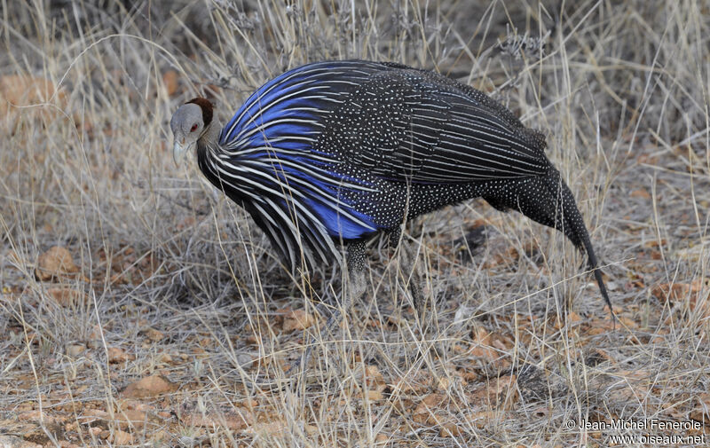 Vulturine Guineafowl