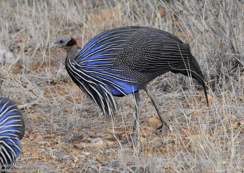 Vulturine Guineafowladult, identification