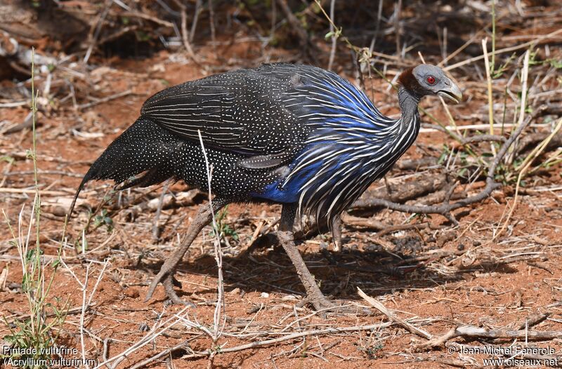 Vulturine Guineafowl