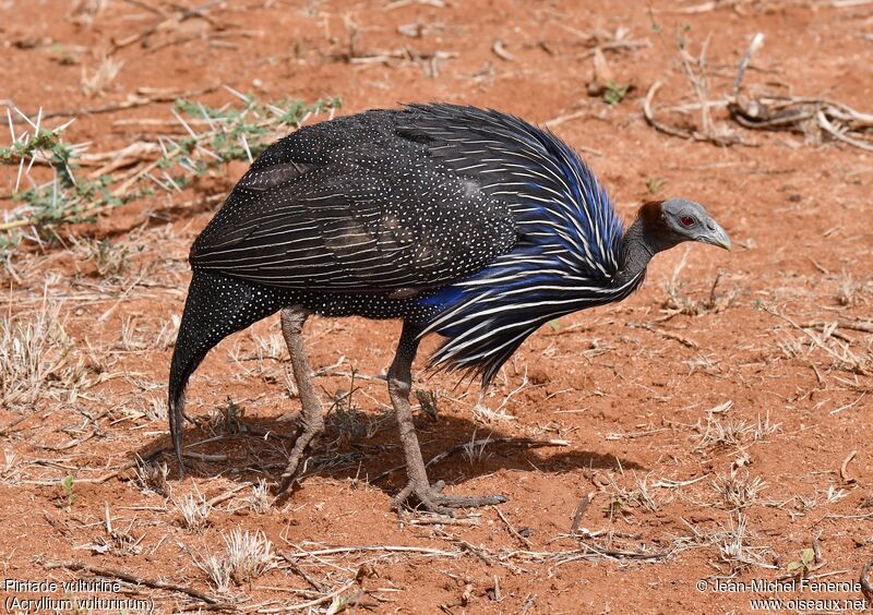 Vulturine Guineafowl