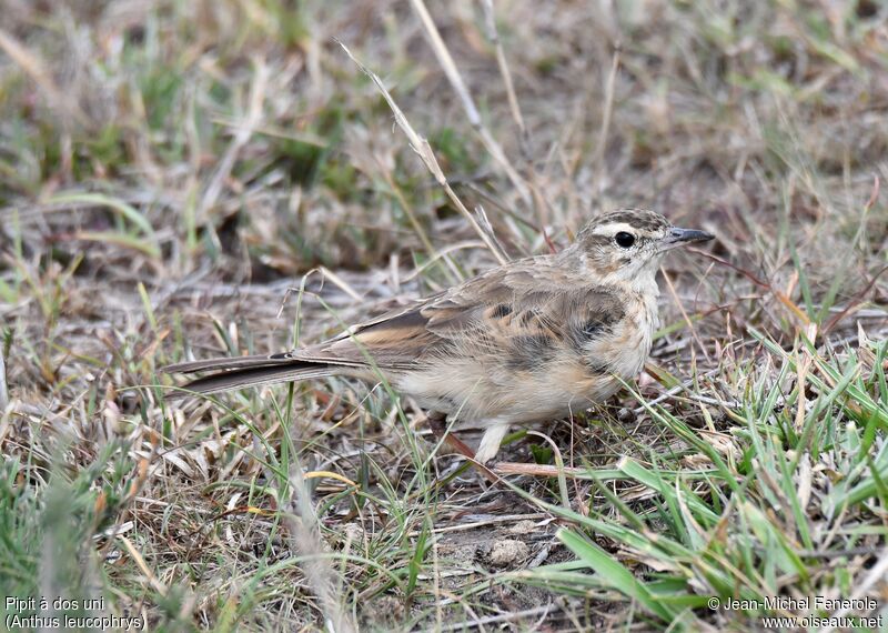 Plain-backed Pipit