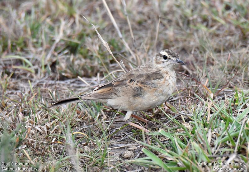 Plain-backed Pipit