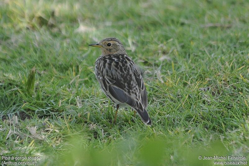 Pipit à gorge rousse