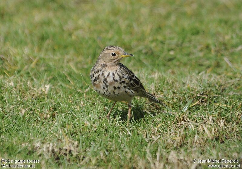 Pipit à gorge rousse