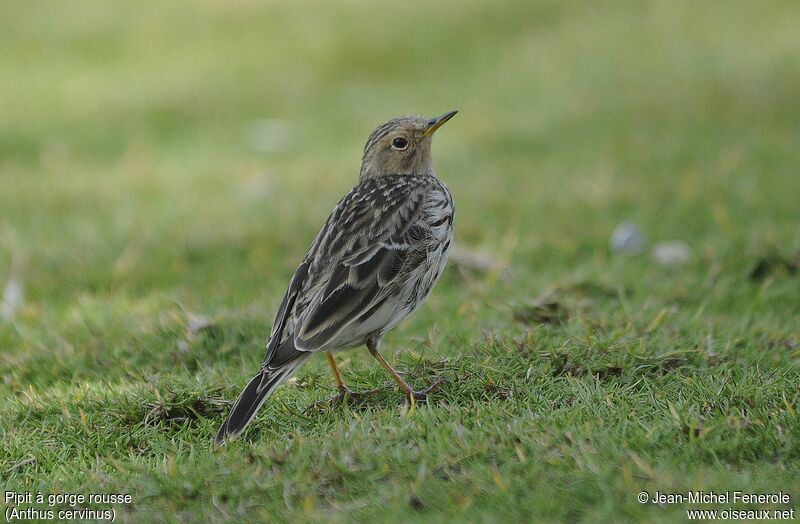 Pipit à gorge rousse