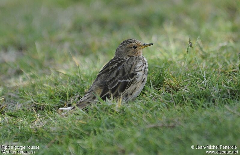 Pipit à gorge rousse